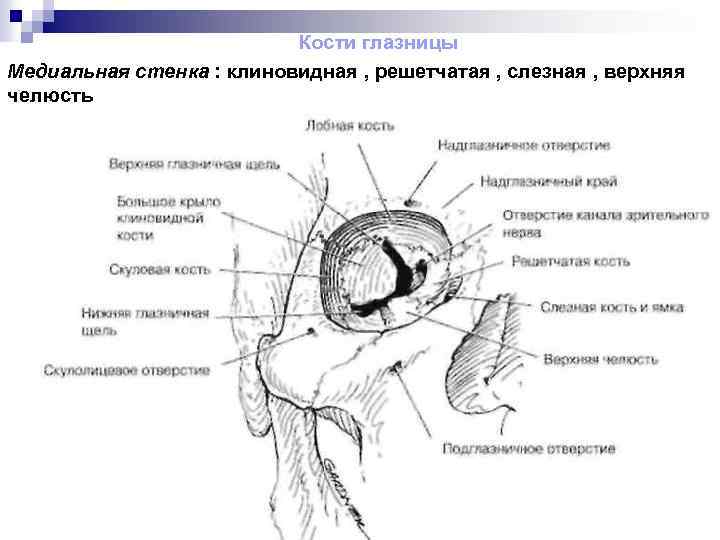 Глазница