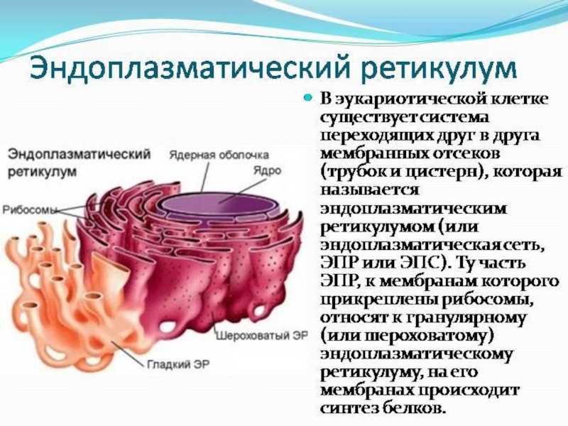 Эндоплазматическая сеть (эпс) - строение, виды и функции