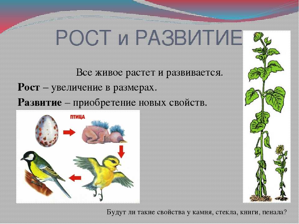 Факторы, влияющие на рост и развитие животных