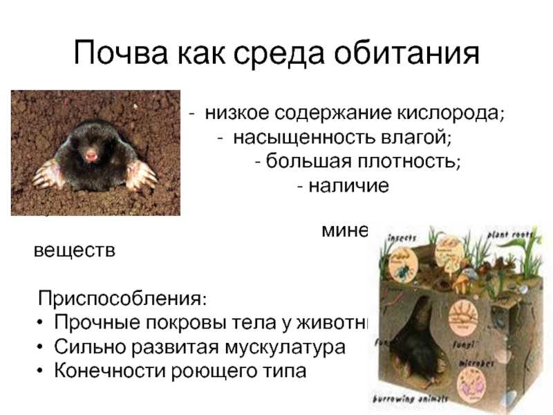 Эдафотоп - белюченко и.с. и др. сельскохозяйственная экология
