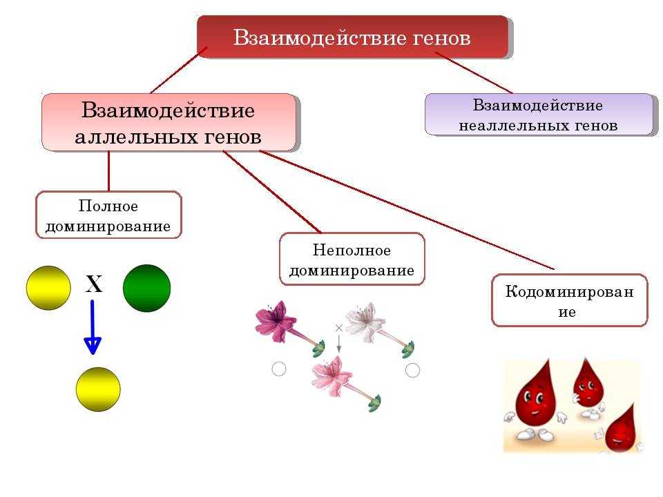 Взаимодействие генов кратко и понятно