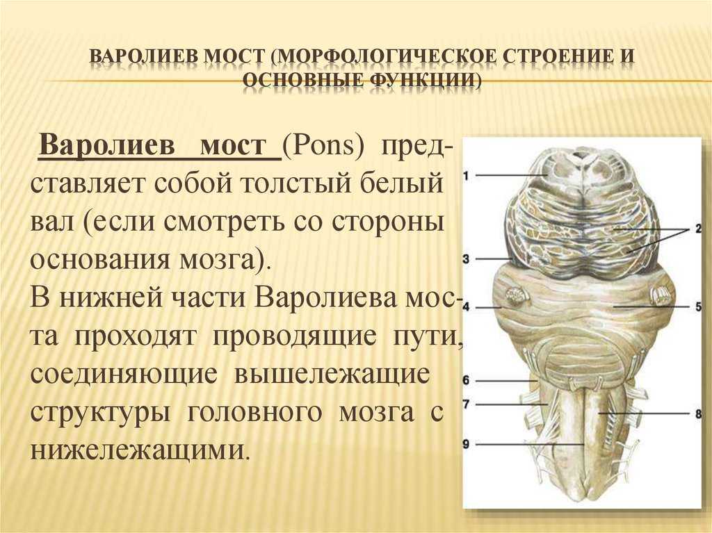 Анатомия варолиева моста, часть 2