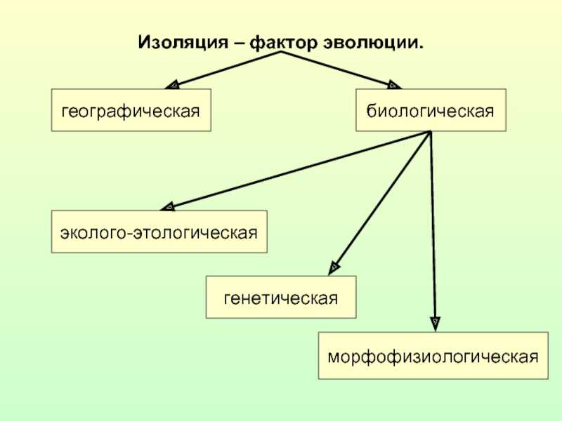 Изолирующие механизмы (биология, 9 класс): определение понятия, основные типы и значение
