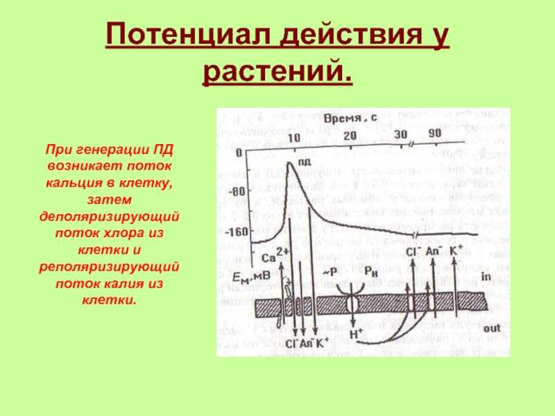 Потенциал действия приводит. Мембранный потенциал растений. Потенциал действия. Потенциал действия (Пд. Потенциал действия у растений.