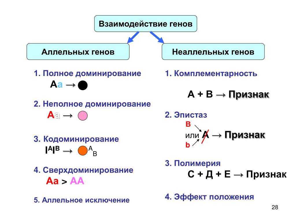 Промежуточный характер наследования