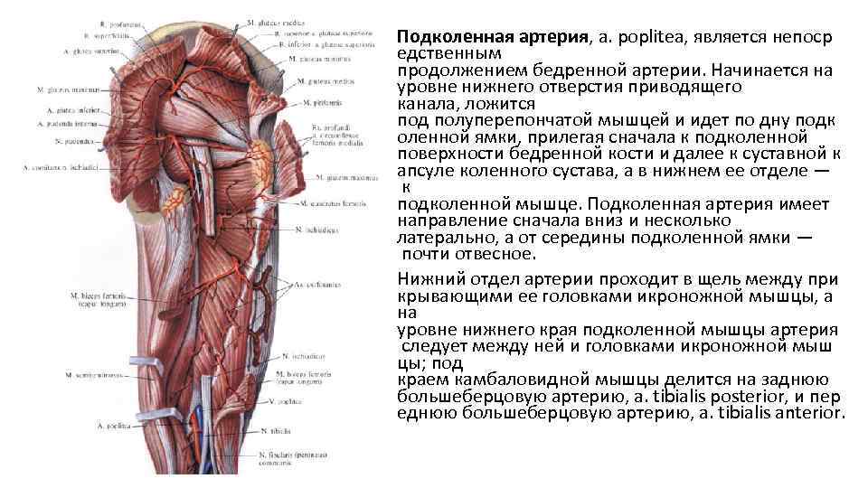Бедренная артерия и её ветви (анатомия): поверхностная, глубокая, латеральная, медиальная и прободающие артерии бедра