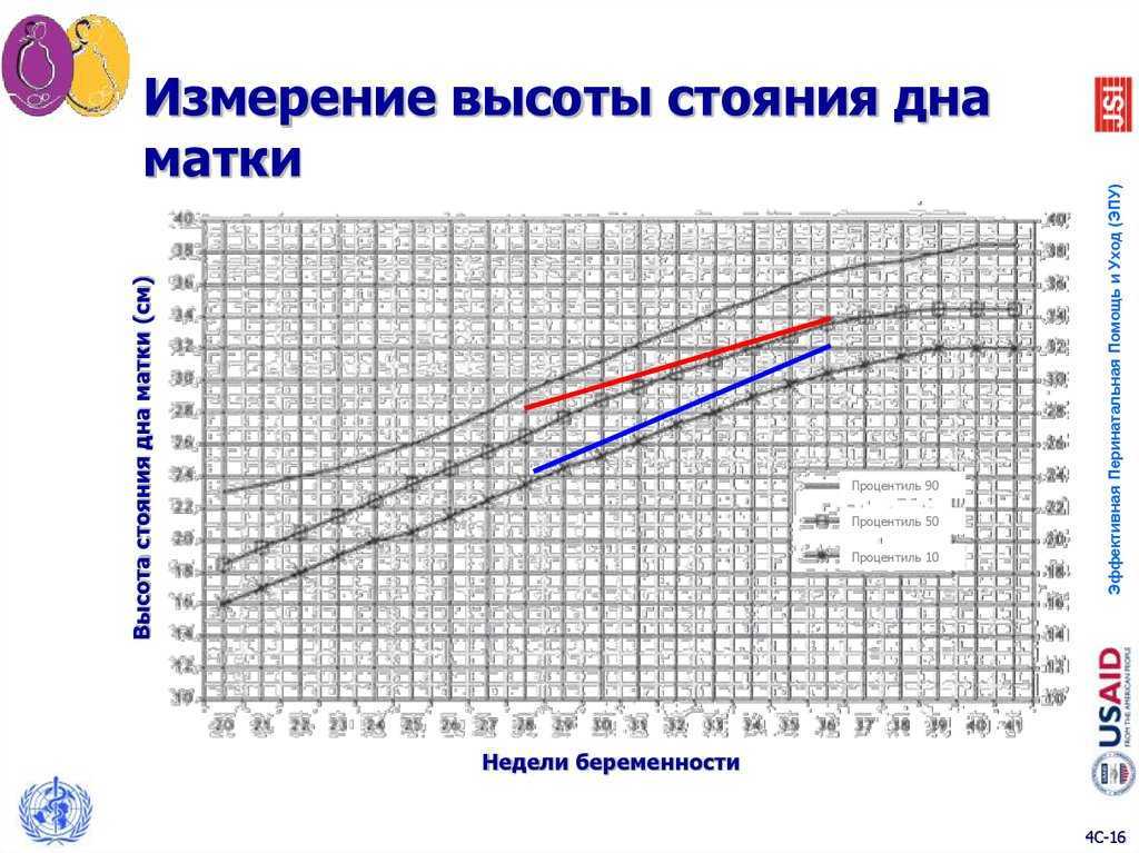 Норма вдм по неделям беременности: правила измерения