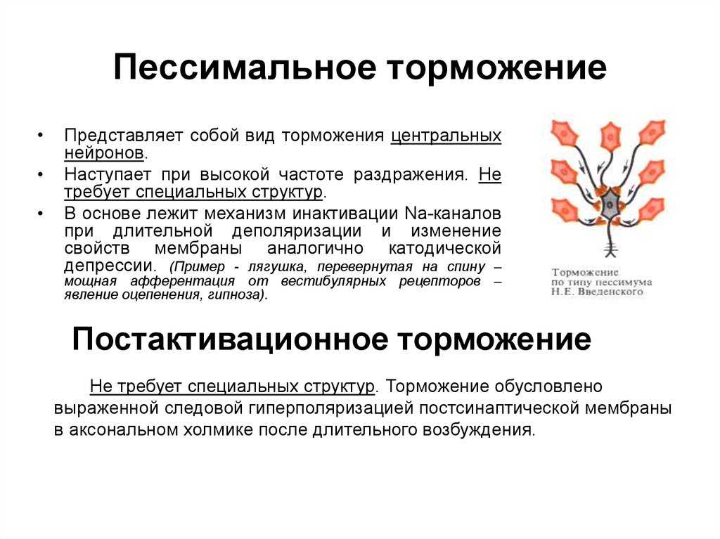 Торможение как физиологический процесс, его виды
