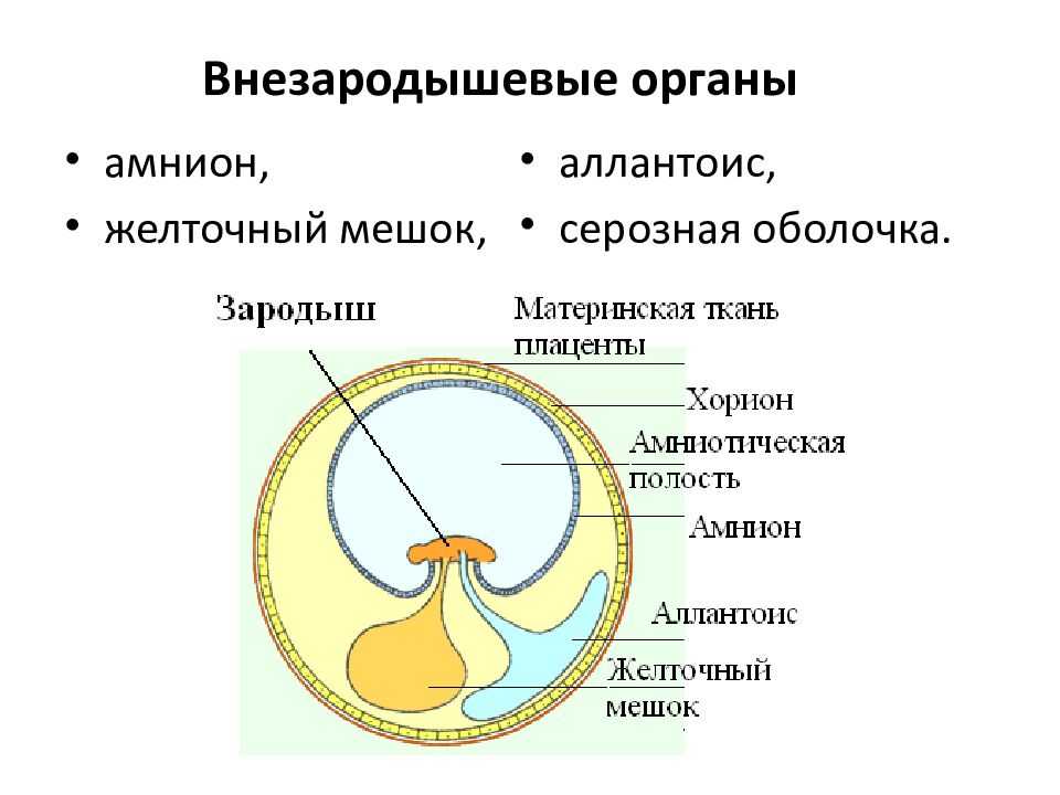 Органы зародыша обеспечивающие его связь с окружающей средой называется