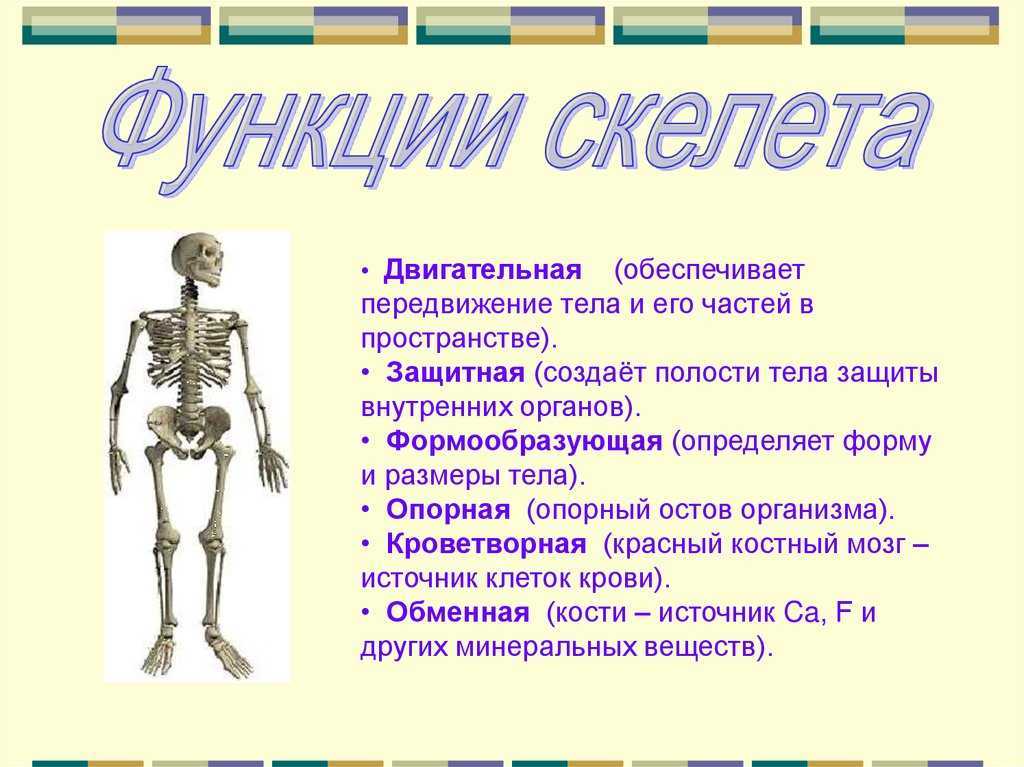 Особенности позвоночника в связи с прямохождением