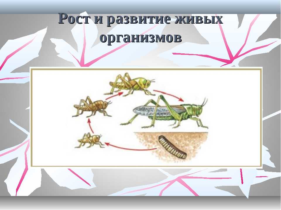 Рост и развитие организма - биология - я биолог