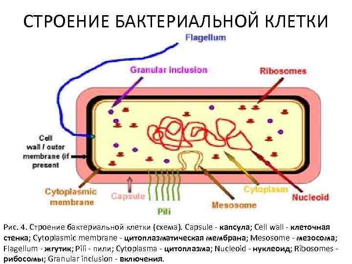 Основные структуры бактериальной клетки — схема, особенности строения и функции