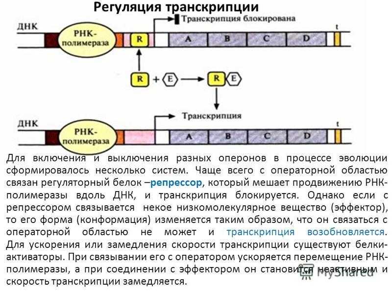 Терминатор (молекулярная биология). оперон и транскриптон как единицы транскрипции