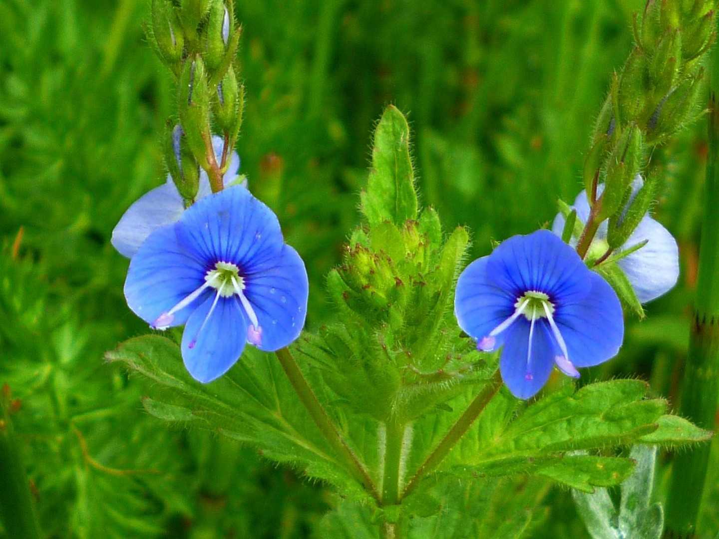 Семейство scrophulariaceaeописание таксона
