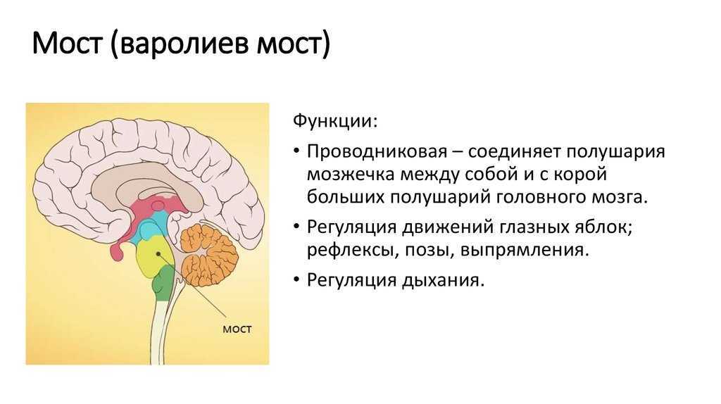 Анатомия варолиева моста, часть 1