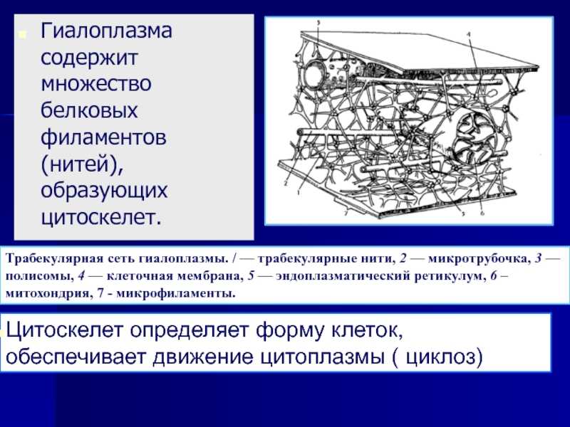 § 12. гиалоплазма. цитоскелет. немембранные органоиды: немембранные органоиды