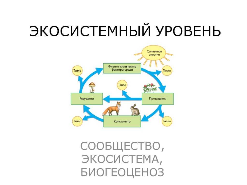 Экосистема, ее компоненты. цепи питания. разнообразие и развитие экосистем. агроэкосистемы.