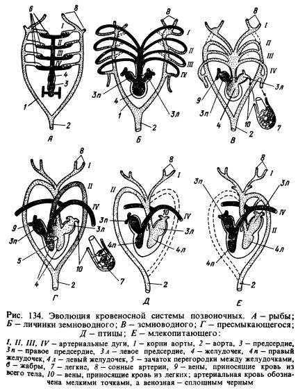 Эволюция кровеносной системы цели и задачи урока: 1.ознакомиться со значением крови. 2.ознакомиться с эволюцией кровеносной системы и кровообращением у. - презентация