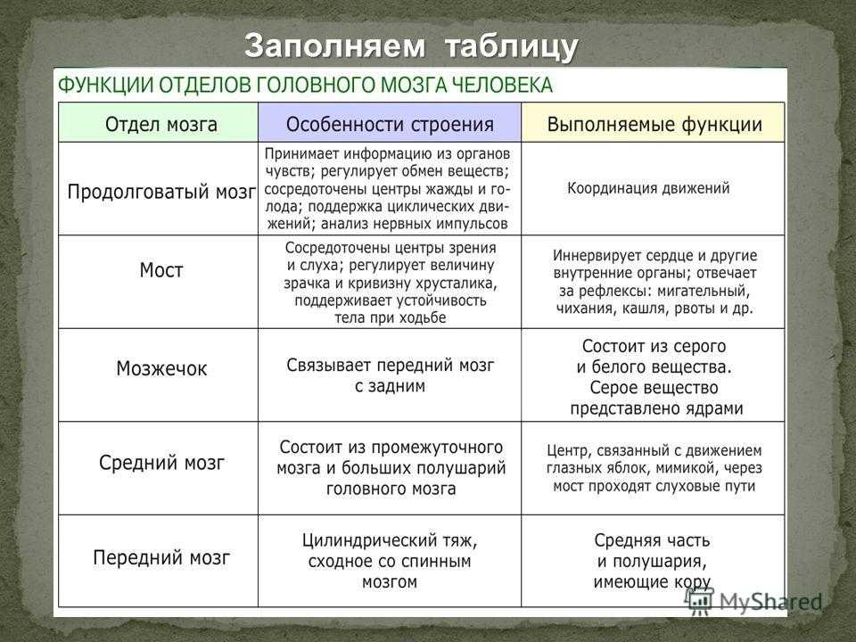 Головной мозг – строение и функции отделов в таблице (8 класс)