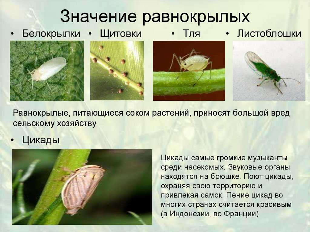 Равнокрылые характеристика классификация