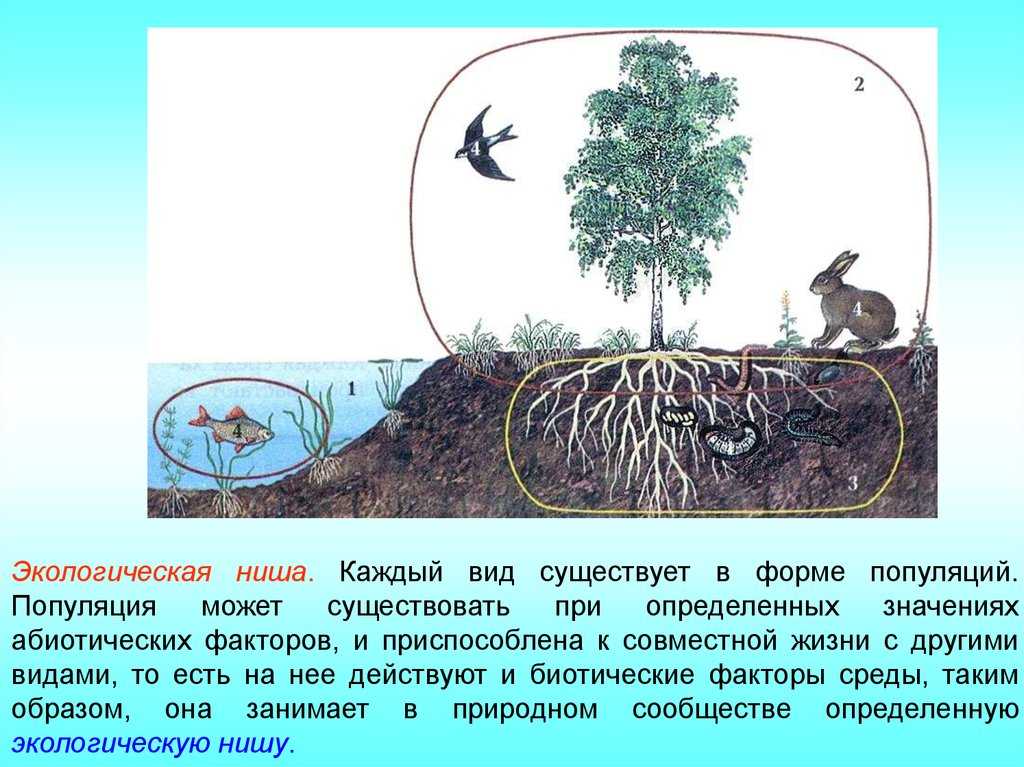 7.4. экологическая ниша