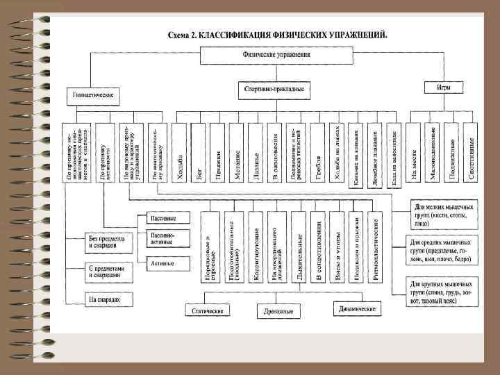 Реферат на тему: физиологическая классификация физических упражнений