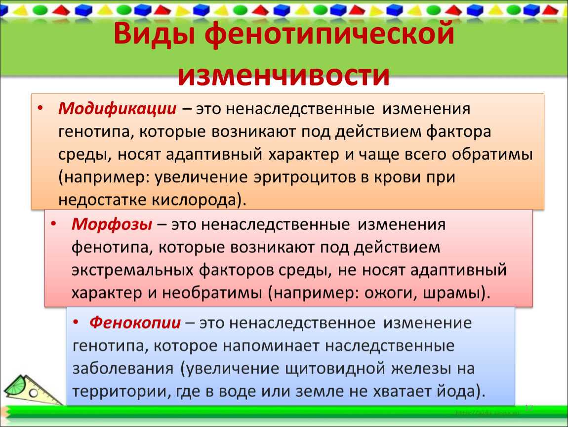 Модификационная изменчивость, примеры и свойства фенотипической изменчивости, анализ, статистические закономерности, групповой характер, медицинское значение | tvercult.ru