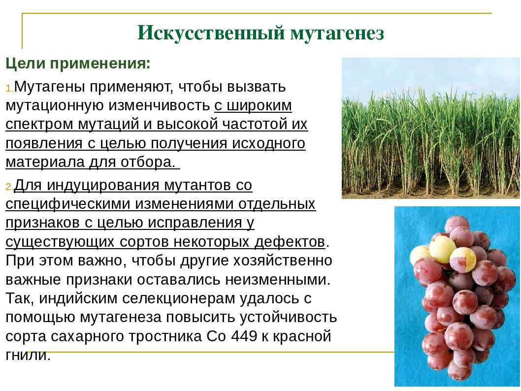 § 37. генотипическая изменчивость: мутационная изменчивость