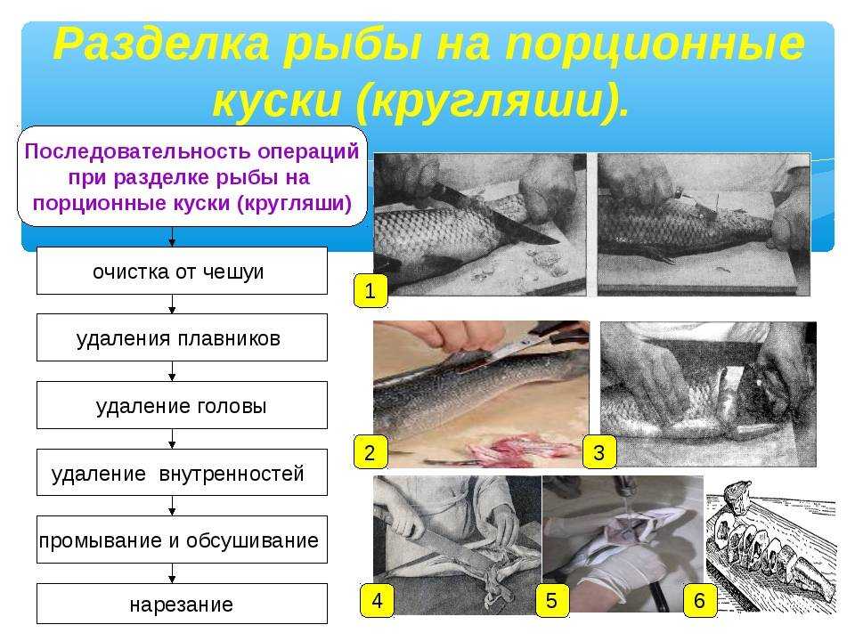 Первичная обработка и способы разделки рыбы