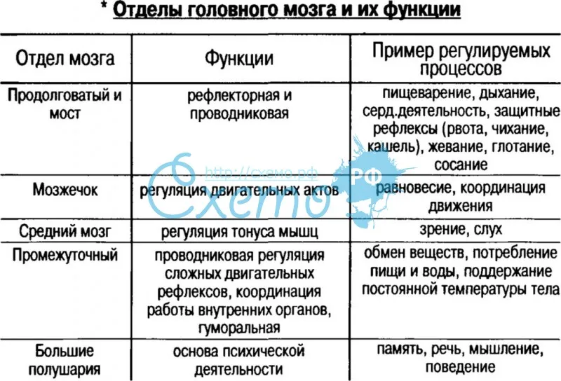 Используя обозначения рисунка заполните таблицу отделы головного мозга