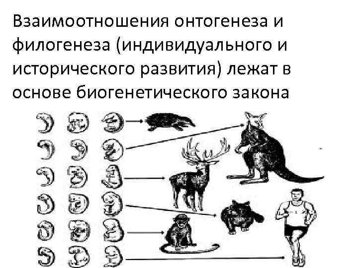 Соотношение онтогенеза и филогенеза. основные направления эволюции онтогенеза