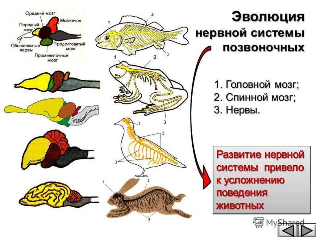 За что отвечает передний мозг у рыб. головной мозг рыб и его важнейшие отделы