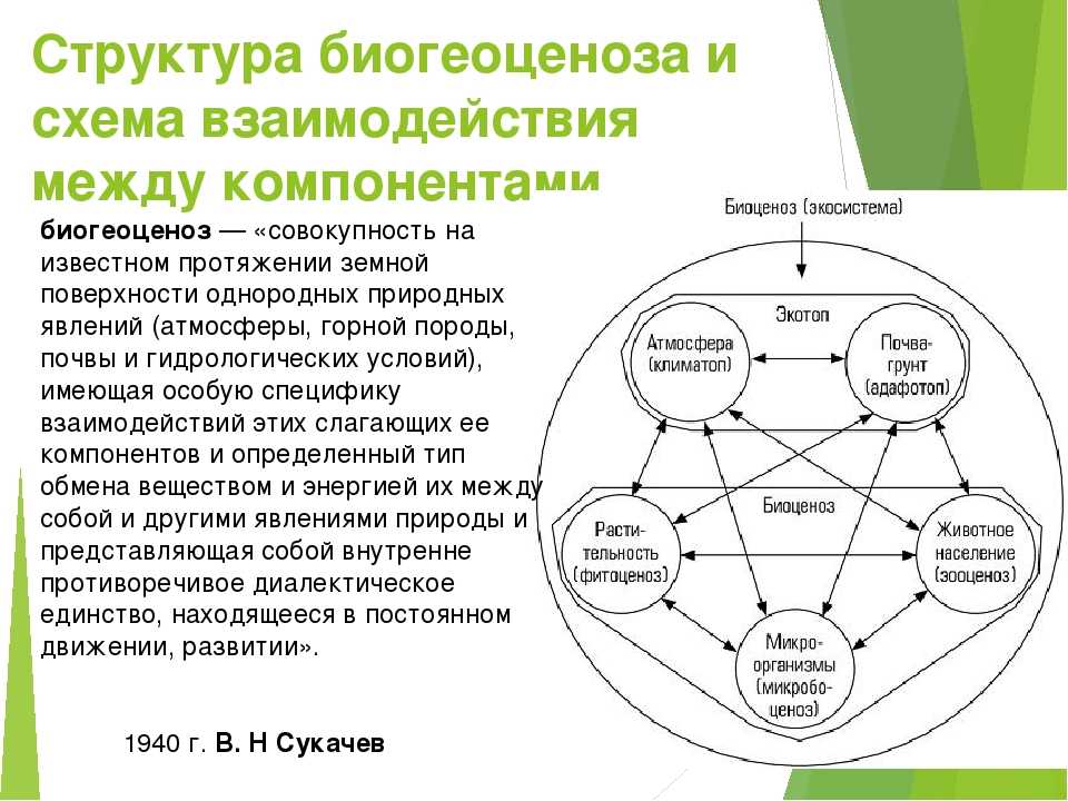 Продуктивность экосистем - степановских а.с. экология. учебник для вузов