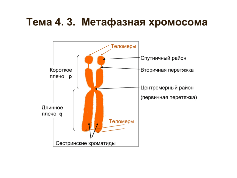 Хромосомы