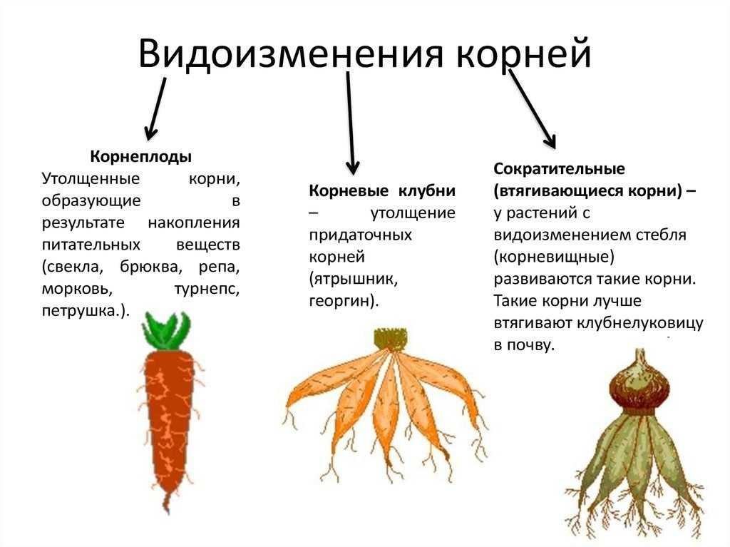 Видоизменения корней моркови доклад