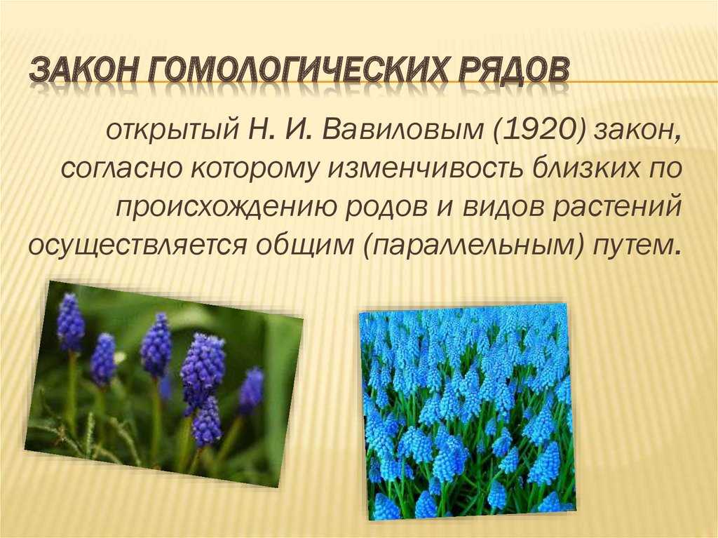 Закон гомологических рядов в наследственной изменчивости