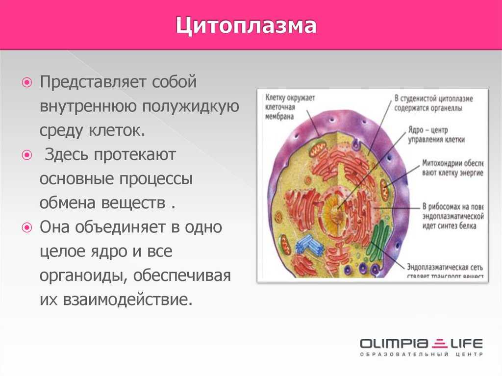 Цитоплазма - надцарство эукариот - строение клетки - клеточный уровень организации живого - учебник биология - чебышев н. в. - вунмц 2000