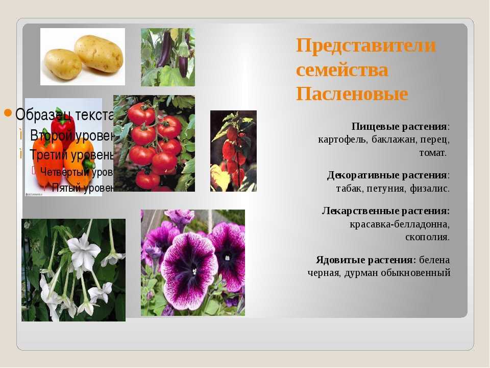 Семейство пасленовых: общая характеристика, особенности, представители