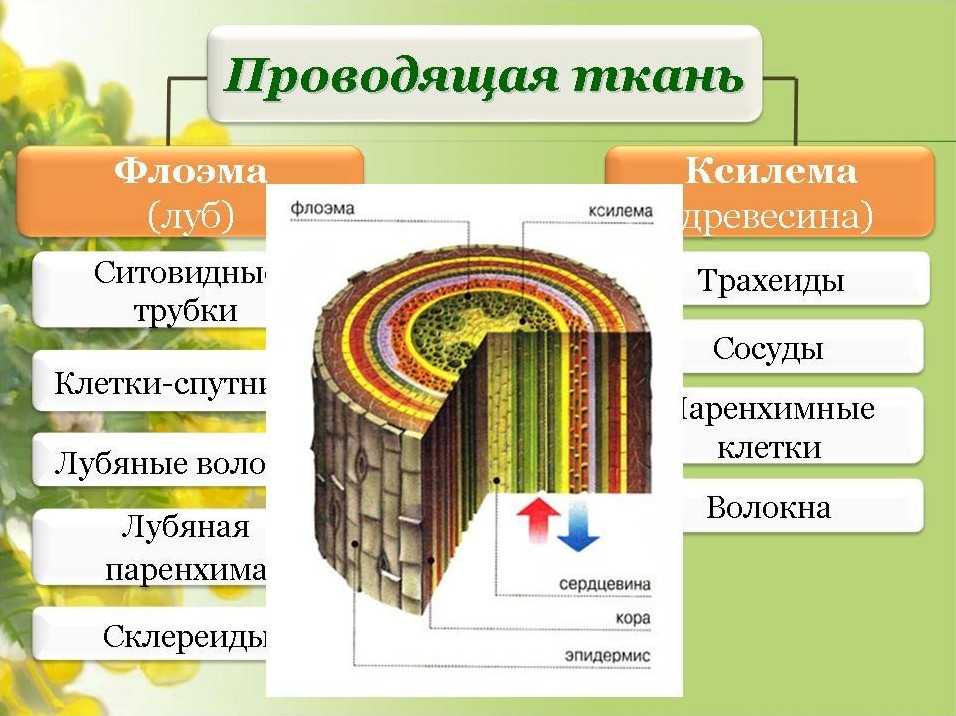 Выделительные ткани презентация, доклад, проект