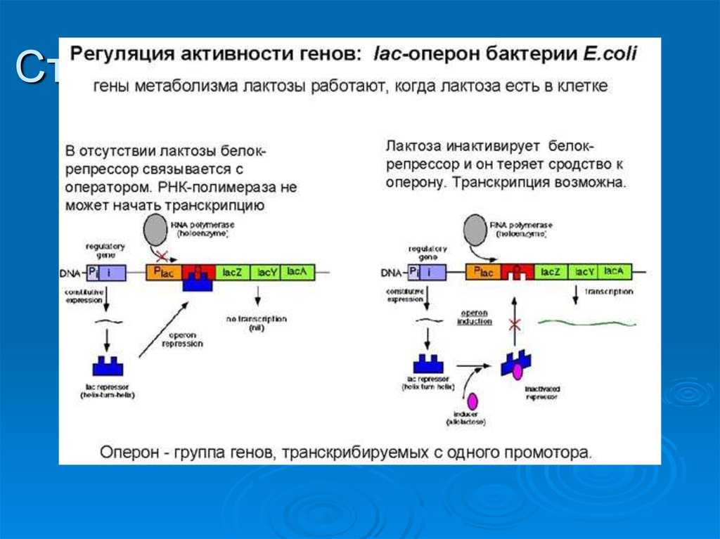 Охарактеризуйте работу оперона в обеспечении процессов расщепления веществ кратко