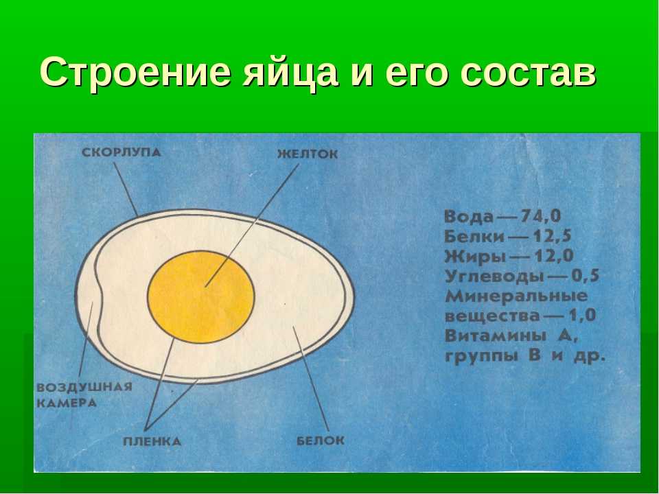 Из скольких клеток состоит яйцо страуса