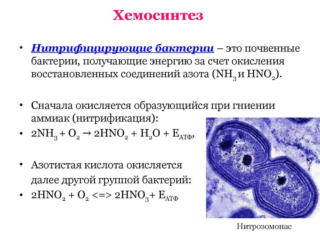 Азотфиксирующие бактерии