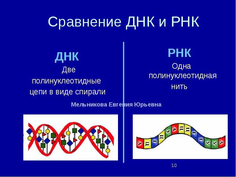 Нуклеиновые кислоты. сравнительная характеристика днк и рнк. - презентация