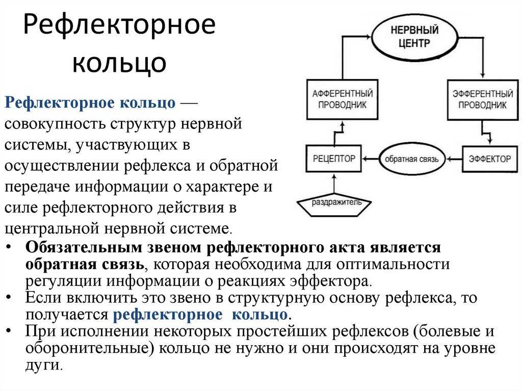 Дайте объяснение понятия прямой обратной связи в нервной системе. что такое «рефлекторное кольцо»?