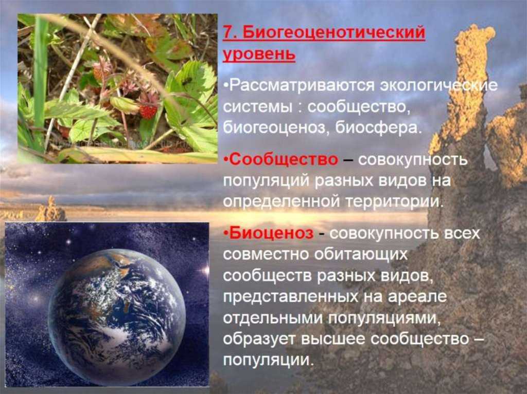 Экосистема, ее компоненты. цепи питания. разнообразие и развитие экосистем. агроэкосистемы. | егэ по биологии