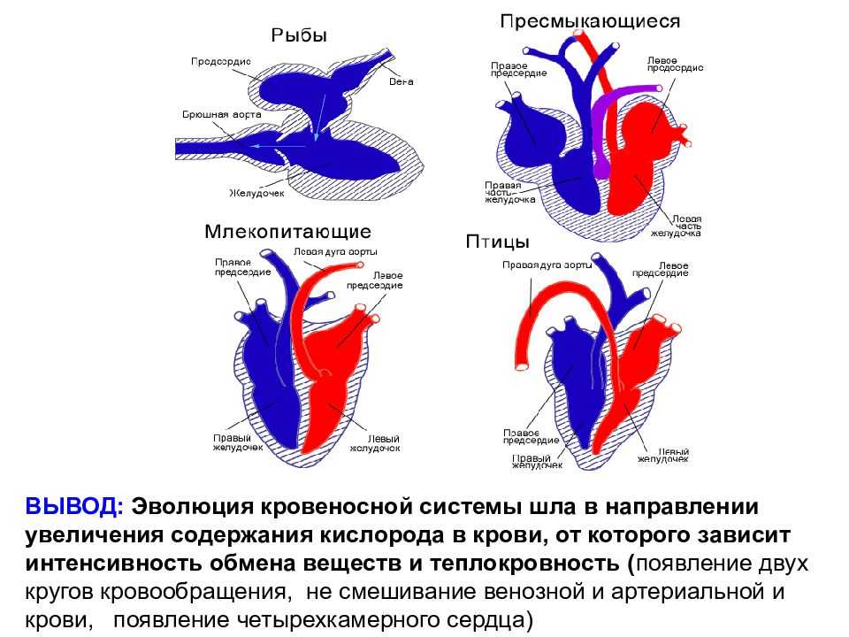 Презентация на тему: "эволюция кровеносной системы учитель биологии шмыкова и.а. моу сош 29 г.георгиевска ставропольского края.". скачать бесплатно и без регистрации.
