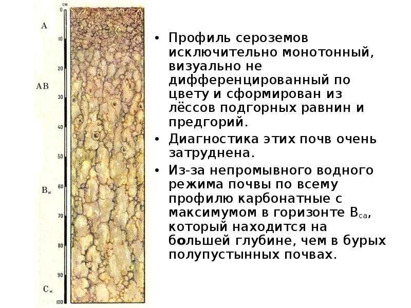 Презентация на тему: "субтропический пояс лекция 11. субтропический пояс, имеющий общую площадь около 2,5 млрд. га, почти в три раза меньше, чем тропический. он распространен.". скачать бесплатно и без регистрации.