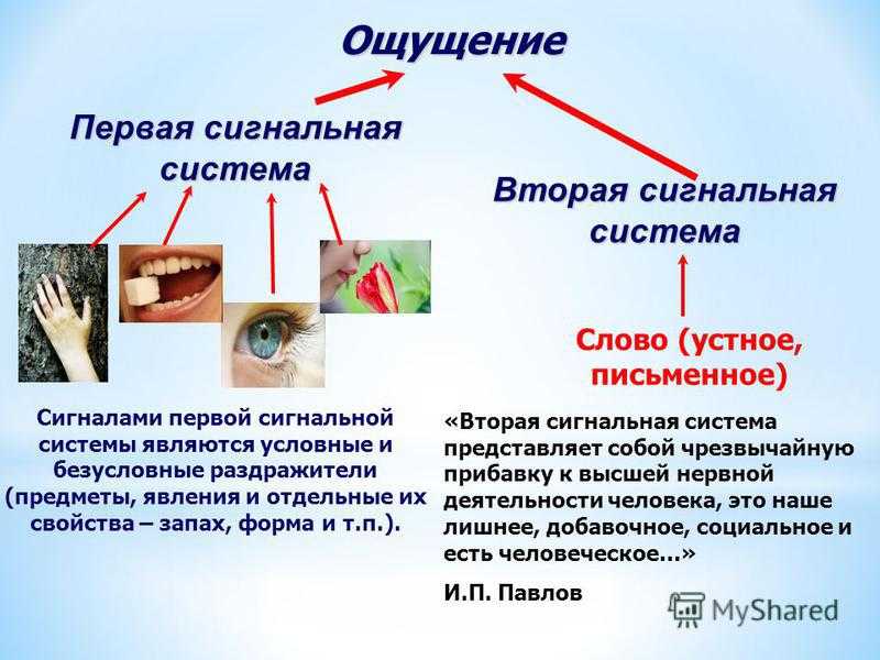 Особенности высшей нервной деятельности человека. первая и вторая сигнальные системы [1981 георгиева с.а., беликина н.в., прокофьева л.и., коршунов г.в., киричук в.ф., головченко в.м., токаева л.к. - физиология человека]