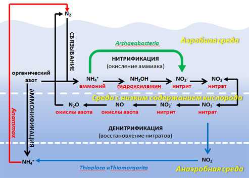Нитрификация | virtual laboratory wiki | fandom