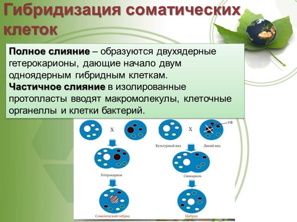 Соматическая гибридизация